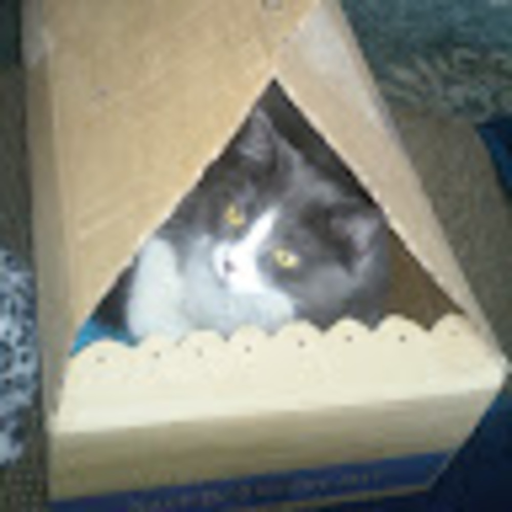 Meet your Posher, Lisa